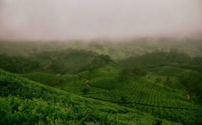 Green tea plantation from birds eye view