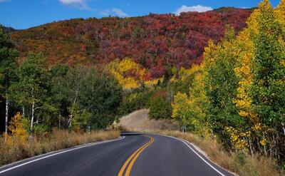 View of nature vegetation of usa