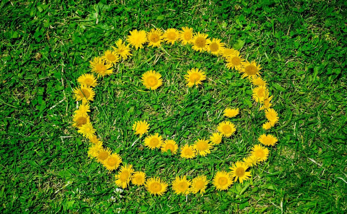 Smiling sun on the grass